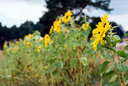 gal/woodstock 07/_thb_small-86640013.jpg